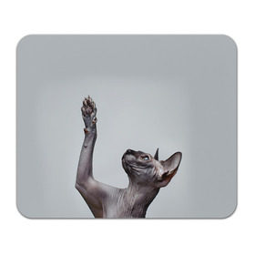 Коврик прямоугольный с принтом Сфинкс 3 в Белгороде, натуральный каучук | размер 230 х 185 мм; запечатка лицевой стороны | кот | котенок | котик | котэ | кошка | сфинкс