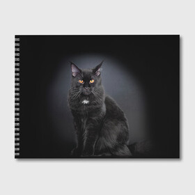 Альбом для рисования с принтом Мейн-кун 3 в Белгороде, 100% бумага
 | матовая бумага, плотность 200 мг. | кот | котенок | котик | котэ | кошка | мейн кун | мейнкун | мэйн кун | мэйнкун