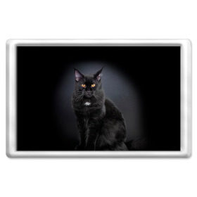 Магнит 45*70 с принтом Мейн-кун 3 в Белгороде, Пластик | Размер: 78*52 мм; Размер печати: 70*45 | кот | котенок | котик | котэ | кошка | мейн кун | мейнкун | мэйн кун | мэйнкун