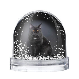 Снежный шар с принтом Мейн-кун 3 в Белгороде, Пластик | Изображение внутри шара печатается на глянцевой фотобумаге с двух сторон | кот | котенок | котик | котэ | кошка | мейн кун | мейнкун | мэйн кун | мэйнкун