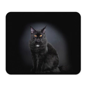 Коврик прямоугольный с принтом Мейн-кун 3 в Белгороде, натуральный каучук | размер 230 х 185 мм; запечатка лицевой стороны | кот | котенок | котик | котэ | кошка | мейн кун | мейнкун | мэйн кун | мэйнкун