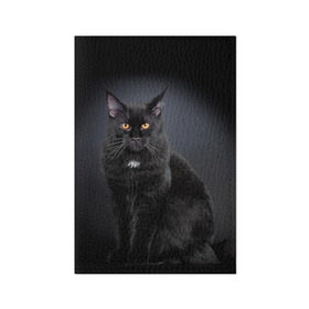 Обложка для паспорта матовая кожа с принтом Мейн-кун 3 в Белгороде, натуральная матовая кожа | размер 19,3 х 13,7 см; прозрачные пластиковые крепления | кот | котенок | котик | котэ | кошка | мейн кун | мейнкун | мэйн кун | мэйнкун