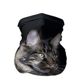 Бандана-труба 3D с принтом Мейн-кун 5 в Белгороде, 100% полиэстер, ткань с особыми свойствами — Activecool | плотность 150‒180 г/м2; хорошо тянется, но сохраняет форму | кот | котенок | котик | котэ | кошка | мейн кун | мейнкун | мэйн кун | мэйнкун