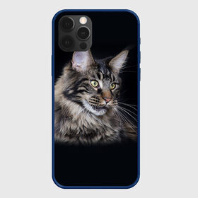 Чехол для iPhone 12 Pro с принтом Мейн-кун 5 в Белгороде, силикон | область печати: задняя сторона чехла, без боковых панелей | кот | котенок | котик | котэ | кошка | мейн кун | мейнкун | мэйн кун | мэйнкун