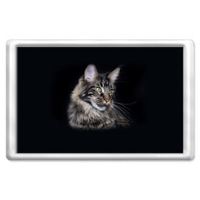 Магнит 45*70 с принтом Мейн-кун 5 в Белгороде, Пластик | Размер: 78*52 мм; Размер печати: 70*45 | кот | котенок | котик | котэ | кошка | мейн кун | мейнкун | мэйн кун | мэйнкун