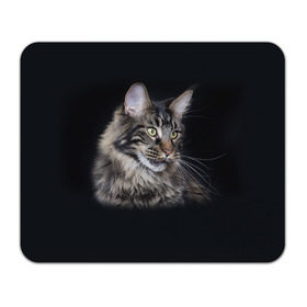 Коврик прямоугольный с принтом Мейн-кун 5 в Белгороде, натуральный каучук | размер 230 х 185 мм; запечатка лицевой стороны | Тематика изображения на принте: кот | котенок | котик | котэ | кошка | мейн кун | мейнкун | мэйн кун | мэйнкун