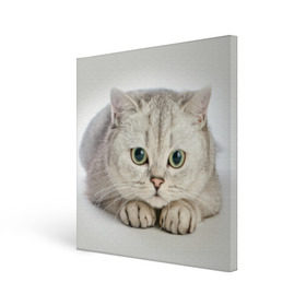 Холст квадратный с принтом Британец 6 в Белгороде, 100% ПВХ |  | британец | британская | британцы | кот | котенок | котик | котэ | кошка