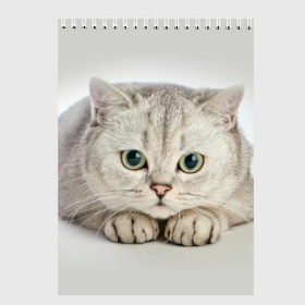 Скетчбук с принтом Британец 6 в Белгороде, 100% бумага
 | 48 листов, плотность листов — 100 г/м2, плотность картонной обложки — 250 г/м2. Листы скреплены сверху удобной пружинной спиралью | Тематика изображения на принте: британец | британская | британцы | кот | котенок | котик | котэ | кошка