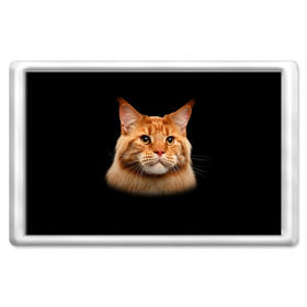 Магнит 45*70 с принтом Мейн-кун 6 в Белгороде, Пластик | Размер: 78*52 мм; Размер печати: 70*45 | Тематика изображения на принте: кот | котенок | котик | котэ | кошка | мейн кун | мейнкун | мэйн кун | мэйнкун