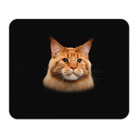 Коврик прямоугольный с принтом Мейн-кун 6 в Белгороде, натуральный каучук | размер 230 х 185 мм; запечатка лицевой стороны | Тематика изображения на принте: кот | котенок | котик | котэ | кошка | мейн кун | мейнкун | мэйн кун | мэйнкун