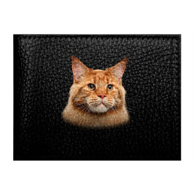 Обложка для студенческого билета с принтом Мейн-кун 6 в Белгороде, натуральная кожа | Размер: 11*8 см; Печать на всей внешней стороне | кот | котенок | котик | котэ | кошка | мейн кун | мейнкун | мэйн кун | мэйнкун