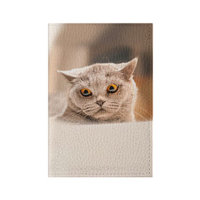 Обложка для паспорта матовая кожа с принтом Британец 7 в Белгороде, натуральная матовая кожа | размер 19,3 х 13,7 см; прозрачные пластиковые крепления | британец | британская | британцы | кот | котенок | котик | котэ | кошка