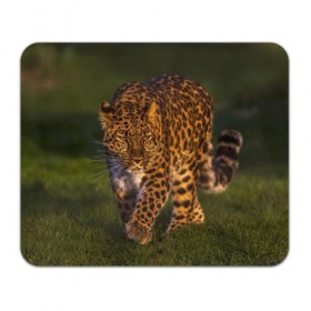 Коврик прямоугольный с принтом Дальневосточный леопард в Белгороде, натуральный каучук | размер 230 х 185 мм; запечатка лицевой стороны | дикая кошка | леопард | природа | хищник