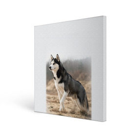 Холст квадратный с принтом Хаски в Белгороде, 100% ПВХ |  | Тематика изображения на принте: dog | husky | siberia | север | сибирь | собака | хаски