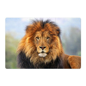 Магнитный плакат 3Х2 с принтом Красавец лев в Белгороде, Полимерный материал с магнитным слоем | 6 деталей размером 9*9 см | lion | грива | дикая кошка | добыча | животное | зверь | клыки | когти | король джунглей | лев | мясо | хищник | царь зверей