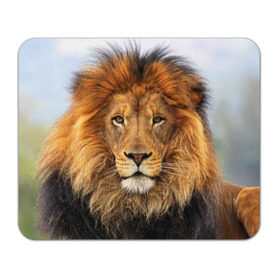 Коврик прямоугольный с принтом Красавец лев в Белгороде, натуральный каучук | размер 230 х 185 мм; запечатка лицевой стороны | Тематика изображения на принте: lion | грива | дикая кошка | добыча | животное | зверь | клыки | когти | король джунглей | лев | мясо | хищник | царь зверей