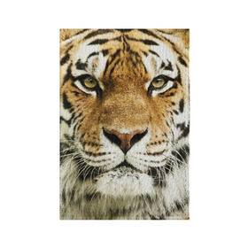 Обложка для паспорта матовая кожа с принтом Амурский тигр в Белгороде, натуральная матовая кожа | размер 19,3 х 13,7 см; прозрачные пластиковые крепления | амурский | дикая кошка | добыча | животное | зверь | клыки | когти | мясо | тигр | уссурийский | хищник