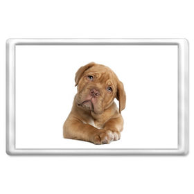Магнит 45*70 с принтом Грустный щенок в Белгороде, Пластик | Размер: 78*52 мм; Размер печати: 70*45 | Тематика изображения на принте: животное | лучший друг | милаха | няша | собака | собачка | щенок | щеночек
