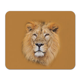 Коврик прямоугольный с принтом Лев в Белгороде, натуральный каучук | размер 230 х 185 мм; запечатка лицевой стороны | взгляд | животные | лев | природа | хищники