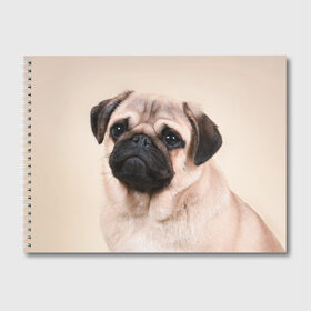 Альбом для рисования с принтом Мопс в Белгороде, 100% бумага
 | матовая бумага, плотность 200 мг. | Тематика изображения на принте: мопс | мопсы | песик | песики | собака | собаки