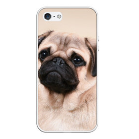Чехол для iPhone 5/5S матовый с принтом Мопс в Белгороде, Силикон | Область печати: задняя сторона чехла, без боковых панелей | мопс | мопсы | песик | песики | собака | собаки