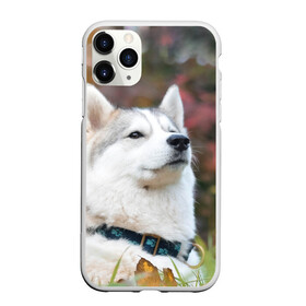 Чехол для iPhone 11 Pro матовый с принтом Хаски в Белгороде, Силикон |  | лайка | маламут | песик | песики | собака | собаки | хаски