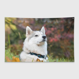Флаг-баннер с принтом Хаски в Белгороде, 100% полиэстер | размер 67 х 109 см, плотность ткани — 95 г/м2; по краям флага есть четыре люверса для крепления | лайка | маламут | песик | песики | собака | собаки | хаски