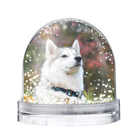 Снежный шар с принтом Хаски в Белгороде, Пластик | Изображение внутри шара печатается на глянцевой фотобумаге с двух сторон | лайка | маламут | песик | песики | собака | собаки | хаски