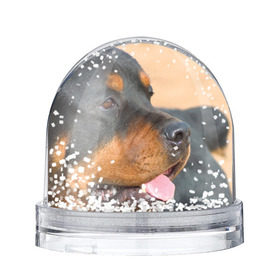 Снежный шар с принтом Ротвейлер в Белгороде, Пластик | Изображение внутри шара печатается на глянцевой фотобумаге с двух сторон | большая | пес | песик | псина | ротвейлер | ротвейлеры | собака | собаки