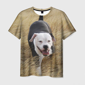 Мужская футболка 3D с принтом Пит-буль на траве в Белгороде, 100% полиэфир | прямой крой, круглый вырез горловины, длина до линии бедер | амстафф | буль | пес | песик | питбули | питбуль | собака | собаки | стафф | терьер