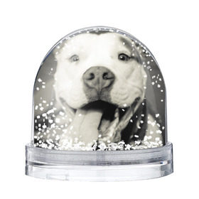 Снежный шар с принтом Пит-буль в Белгороде, Пластик | Изображение внутри шара печатается на глянцевой фотобумаге с двух сторон | амстафф | буль | пес | песик | питбули | питбуль | собака | собаки | стафф | терьер