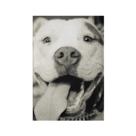 Обложка для паспорта матовая кожа с принтом Пит-буль в Белгороде, натуральная матовая кожа | размер 19,3 х 13,7 см; прозрачные пластиковые крепления | Тематика изображения на принте: амстафф | буль | пес | песик | питбули | питбуль | собака | собаки | стафф | терьер