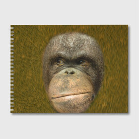 Альбом для рисования с принтом Взгляд в Белгороде, 100% бумага
 | матовая бумага, плотность 200 мг. | взгляд | голова | животные | о.м.с.к. | обезьяна | природа