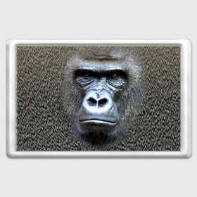 Магнит 45*70 с принтом Взгляд в Белгороде, Пластик | Размер: 78*52 мм; Размер печати: 70*45 | взгляд | голова | животные | обезьяна | природа