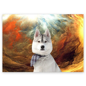 Поздравительная открытка с принтом Хаски в Белгороде, 100% бумага | плотность бумаги 280 г/м2, матовая, на обратной стороне линовка и место для марки
 | маламут | песик | собака | собаки | собачка | хаски