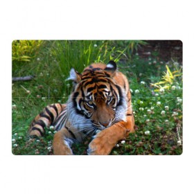 Магнитный плакат 3Х2 с принтом Скромный тигр в Белгороде, Полимерный материал с магнитным слоем | 6 деталей размером 9*9 см | Тематика изображения на принте: дикие | лев | милые | новинки | орел | популярные | прикольные | природа | птицы | тигр | яркие