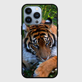 Чехол для iPhone 13 Pro с принтом Скромный тигр в Белгороде,  |  | дикие | лев | милые | новинки | орел | популярные | прикольные | природа | птицы | тигр | яркие