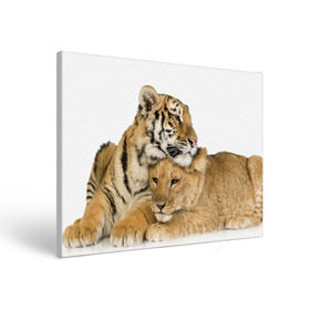 Холст прямоугольный с принтом Тигр и львица в Белгороде, 100% ПВХ |  | Тематика изображения на принте: дикие | милые | природа | тигр | яркие