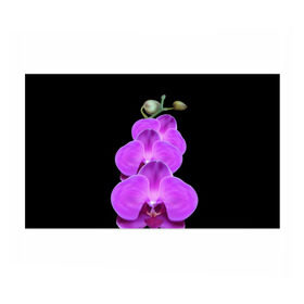 Бумага для упаковки 3D с принтом Орхидея в Белгороде, пластик и полированная сталь | круглая форма, металлическое крепление в виде кольца | орхидея | флора | цветок