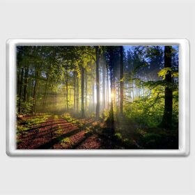 Магнит 45*70 с принтом Утро в лесу в Белгороде, Пластик | Размер: 78*52 мм; Размер печати: 70*45 | bright | fog | forest | morning | sun | tree | trees | дерево | деревья | лес | солнце | туман | утро | яркое