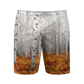 Мужские шорты 3D спортивные с принтом Березовая роща в Белгороде,  |  | birch | birch grove | ferns | forest | trees | березовая | березы | деревья | лес | папоротник | роща