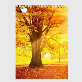 Скетчбук с принтом Осень в Белгороде, 100% бумага
 | 48 листов, плотность листов — 100 г/м2, плотность картонной обложки — 250 г/м2. Листы скреплены сверху удобной пружинной спиралью | autumn | bright | colors | forest | paint | trees | деревья | краски | лес | осень | цвета | яркие