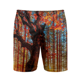 Мужские шорты 3D спортивные с принтом Осень в Белгороде,  |  | autumn | bright | colors | forest | trees | деревья | краски | лес | лучи | осень | солнце | цвета | яркие