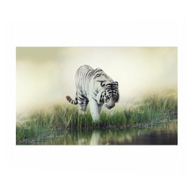 Бумага для упаковки 3D с принтом Белый тигр в Белгороде, пластик и полированная сталь | круглая форма, металлическое крепление в виде кольца | дикая кошка | природа | тигр | хищник