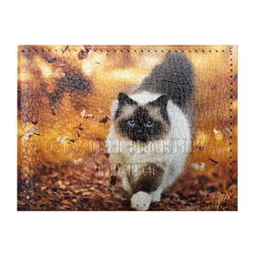 Обложка для студенческого билета с принтом Котик в листьях в Белгороде, натуральная кожа | Размер: 11*8 см; Печать на всей внешней стороне | грация | кот | котик | кошка | листья | осень