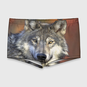 Мужские купальные плавки 3D с принтом Волк в Белгороде, Полиэстер 85%, Спандекс 15% |  | волк | волки | волчата | волчонок | хищник