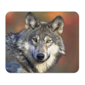 Коврик прямоугольный с принтом Волк в Белгороде, натуральный каучук | размер 230 х 185 мм; запечатка лицевой стороны | Тематика изображения на принте: волк | волки | волчата | волчонок | хищник