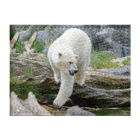 Обложка для студенческого билета с принтом Белый медведь в Белгороде, натуральная кожа | Размер: 11*8 см; Печать на всей внешней стороне | арктика