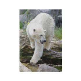 Обложка для паспорта матовая кожа с принтом Белый медведь в Белгороде, натуральная матовая кожа | размер 19,3 х 13,7 см; прозрачные пластиковые крепления | арктика