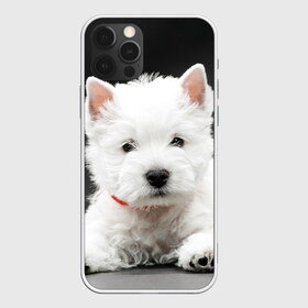 Чехол для iPhone 12 Pro Max с принтом Вест-хайленд-уайт-терьер в Белгороде, Силикон |  | Тематика изображения на принте: вест хайленд уайт терьер | животное | порода | собака
